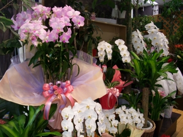 「花仙」　（長崎県西海市）の花屋店舗写真4